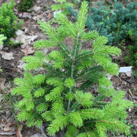 Комплект 5шт / Пихта Сибирская..