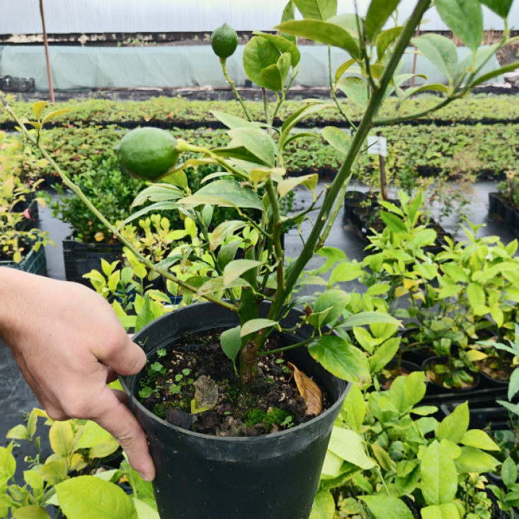 Комплект 5шт / Лимон Павловский Комплект 5шт / Лимон Павловский