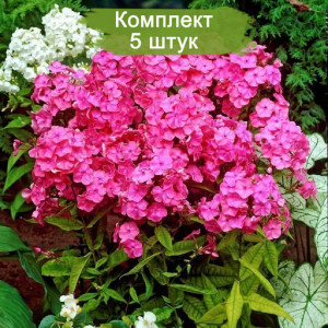 Саженцы Комплект 5шт / Флокс Райстром (Rijnstroom )