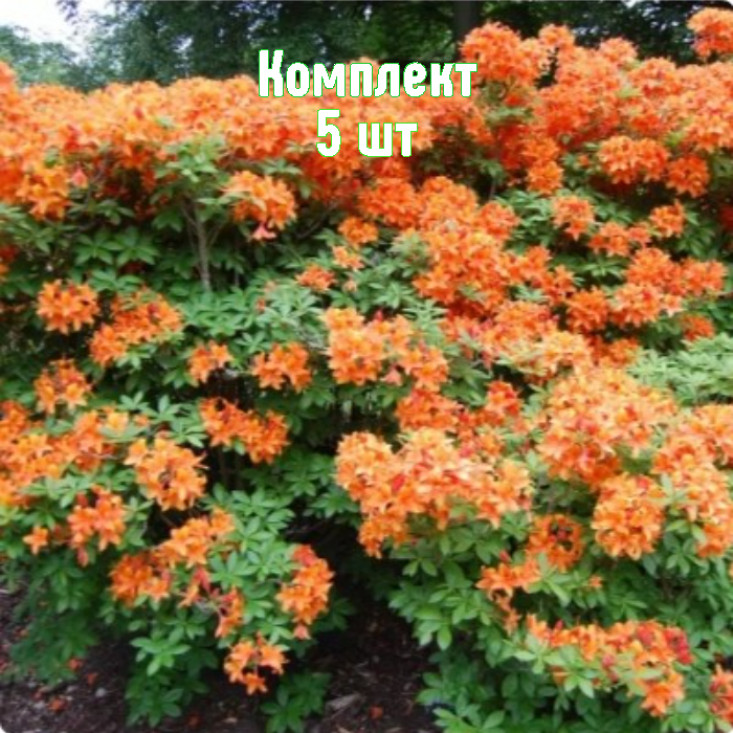 Комплект 5шт / Рододендрон Голден Игл Комплект 5шт / Рододендрон Голден Игл